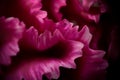 Extreme macro: pink