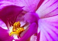 Extreme Macro: pink orchid flower