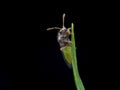 Extreme macro of planthopper nymph Royalty Free Stock Photo