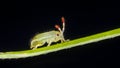 Extreme macro of planthopper nymph Royalty Free Stock Photo