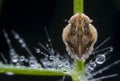 Extreme macro of planthopper nymph Royalty Free Stock Photo