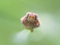 Extreme macro of planthopper nymph Royalty Free Stock Photo