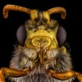 Extreme macro portrait of a bee