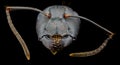 Extreme macro portrait of a black ant