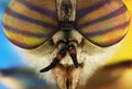 Extreme macro portrait of horsefly