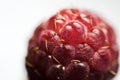 Extreme macro of raspberry