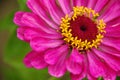 A beautiful blossomed pink Zinnia flower Royalty Free Stock Photo