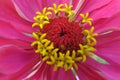 A beautiful blossomed red Zinnia flower Royalty Free Stock Photo