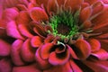 A beautiful blossomed red Zinnia flower