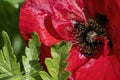Extreme macro shot of a bright red poppy in the sun Royalty Free Stock Photo