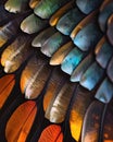 Extreme macro shot of butterfly wing scales texture