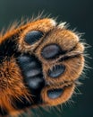 Extreme macro shot of cat paw pad texture