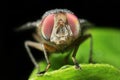 Extreme macro shot colorful eye of fly in wild Royalty Free Stock Photo