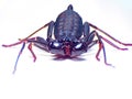 Extreme macro shot eye of Zygoptera dragonfly in wild. Royalty Free Stock Photo