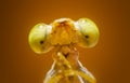 Extreme macro shot eye of Zygoptera dragonfly in wild. Close up detail of eye dragonfly is very small.