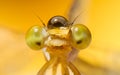 Extreme macro shot eye of Zygoptera dragonfly in wild. Close up detail of eye dragonfly is very small. Royalty Free Stock Photo