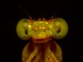 Extreme macro shot eye of Zygoptera dragonfly. Royalty Free Stock Photo