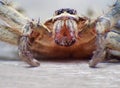 Extreme macro shot eye of Zygoptera dragonfly in wild. Royalty Free Stock Photo