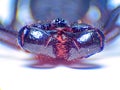 Extreme macro shot eye of Zygoptera dragonfly in wild. Royalty Free Stock Photo