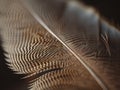 Extreme macro shot of feather barbs of a bald eagle texture