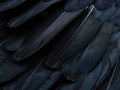 Extreme macro shot of feather barbs of a bald eagle texture