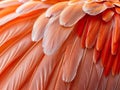 Extreme macro shot of flamingo wing texture