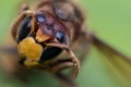 Extreme macro shot from the head of a hornet Royalty Free Stock Photo