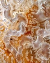 Extreme macro shot of jellyfish epidermis texture