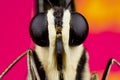 Extreme macro shot of a lime butterfly