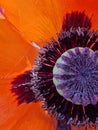 Extreme macro shot of a red poppy flower Royalty Free Stock Photo