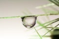 Water drop on Cactus thorn Royalty Free Stock Photo