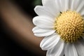 Extreme macro of a single white daisy flower.. Royalty Free Stock Photo