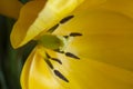 Extreme macro on the stamens of a yellow tulip Royalty Free Stock Photo