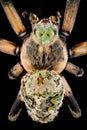 Top view of a orbweaver spider