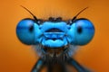 Damselfly Royalty Free Stock Photo