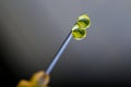 Extreme macro view of a hypodermic needle with two drops of drug solution on his peak Royalty Free Stock Photo