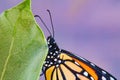 Extreme macro view of a monarch butterfly. Royalty Free Stock Photo