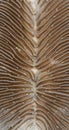 Extreme macro view of a Mushroom coral. Royalty Free Stock Photo