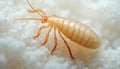 Extreme macro view shows pale segmented insect with orange antennae and legs. Tiny claws grasp white textured surface. Detailed Royalty Free Stock Photo