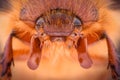 Extreme magnification - Amphimallon caucasicum beetle