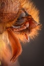 Extreme magnification - Amphimallon caucasicum beetle