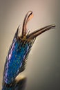 Extreme magnification - Blue metallic bug claw, Meloe proscarabaeus Royalty Free Stock Photo