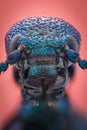 Extreme magnification - Blue metallic bug, Meloe proscarabaeus Royalty Free Stock Photo