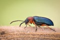 Extreme magnification - Blue metallic bug, Meloidae Royalty Free Stock Photo