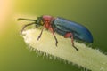 Extreme magnification - Blue metallic bug, Meloidae Royalty Free Stock Photo