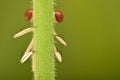 Extreme magnification - Brown Damselfly hiding behind a plant