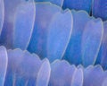 Extreme magnification - Butterfly wing Blue morpho morpho peleides 100x Royalty Free Stock Photo