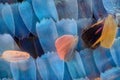 Extreme magnification - Butterfly wing Blue morpho morpho peleides 50x Royalty Free Stock Photo