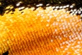 Extreme magnification - Butterfly wing