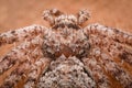 Extreme magnification - Crab spider Royalty Free Stock Photo